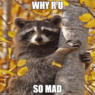 ☹ WHY R U
SO MAD mapache, meme, humor, animal, divertido, mapache triste whatsapp sticker