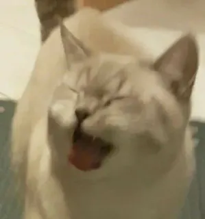 ‼️ Katze, Tier, Gähnen, Mund offen telegram sticker