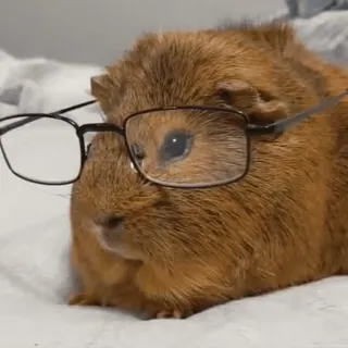 🤓 cavia, bril, dier, huisdier, schattig, knaagdier, nerd telegram sticker