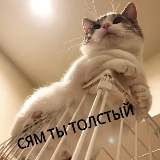 😒 СЯМ ТЫ ТОЛСТЫЙ gatto, meme, russo, divertente, animale whatsapp sticker
