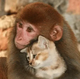 💞 Affe, Katze, Tiere, Freundschaft, süß, Liebe telegram sticker