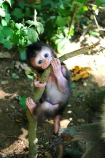 🐒 singe, animal, mignon, faune, bébé singe, primate, jungle telegram sticker
