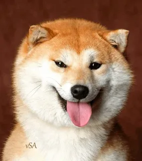 ☁ anjing, shiba inu, meme, lucu, imut, hewan peliharaan, binatang telegram sticker
