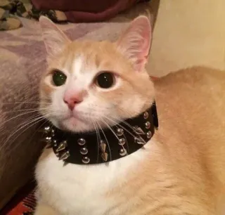 котики х2 @zauxsa @emojis4 telegram stickers