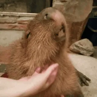 😏 capybara, rongeur, animal, mignon, animal de compagnie whatsapp sticker