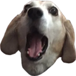 😱 개, 동물, 밈, 웃긴, 스티커, 귀여운, 인물사진 telegram sticker
