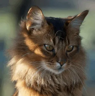 😏 gatto, animale, animale domestico, felino, gatto domestico, mammifero telegram sticker
