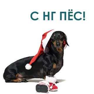 😩 Merry Christmas cane, bassotto, natale, babbo natale, cappello telegram sticker