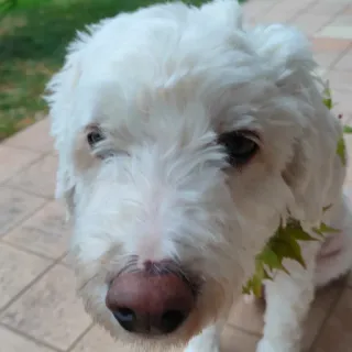 😶 cão, animal de estimação, animal, cão branco, fofo, animal doméstico, filhote, canino telegram sticker