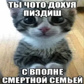 🙃 ТЫ ЧОТО ДОХУЯ ПИЗДИШ С ВПОЛНЕ СМЕРТНОЙ СЕМЬЕЙ kot, kociak, rosyjski, obraźliwe, mem telegram sticker