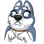 🐶