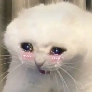 🪐 cat, crying, sad, meme, emotional, white cat telegram sticker