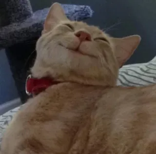 😆 cat, orange cat, pet, domestic animal, feline, red collar, happy cat whatsapp sticker