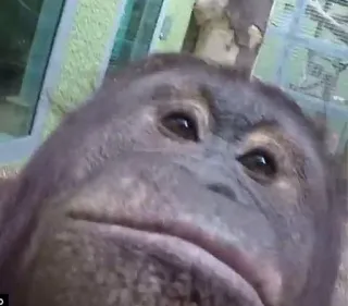 😗 Orang-outan, Singe, Animal, Zoo, Primate telegram sticker