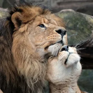 🥰 leoni, affetto, amore, fauna selvatica, animali, natura, leone e leonessa telegram sticker