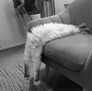 🖇 cat, chair, funny, relaxed, pet, cute, adorable telegram sticker