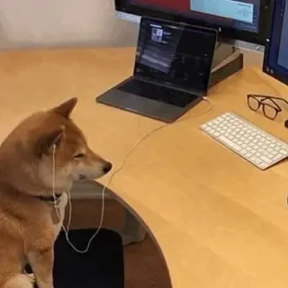 🐗 dog, shiba inu, earphones, computer, desk, listening, funny telegram sticker