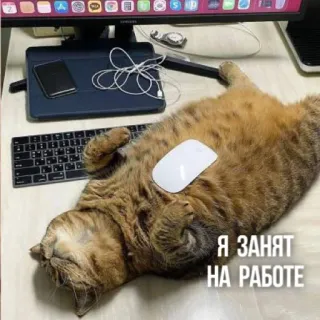 👔 Я ЗАНЯТ
НА РАБОТЕ แมว, ยุ่ง, งาน, คอมพิวเตอร์, เมาส์, คีย์บอร์ด, ขี้เกียจ telegram sticker