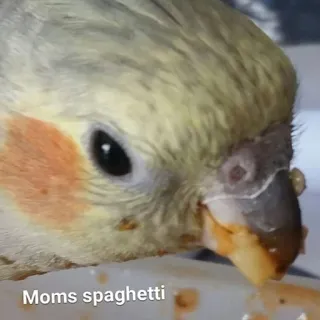 🍜 Moms spaghetti oiseau, cockatiel, spaghetti, nourriture, mème, pâtes telegram sticker