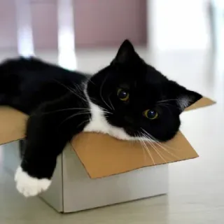 🥰 cat, box, animal, pet, black and white whatsapp sticker
