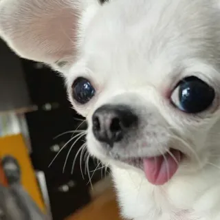 🐶 dog, chihuahua, cute, animal, tongue telegram sticker