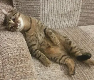 😞 Katze, Katzenartig, Haustier, Haustier, Couch, Getigert telegram sticker