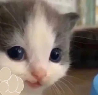 🐱 Katze, Kätzchen, süß, Tier, Haustier whatsapp sticker
