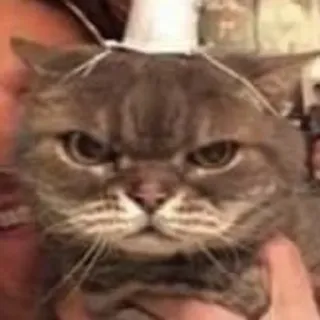 😂 gatto, arrabbiato, animale domestico, animale, meme telegram sticker