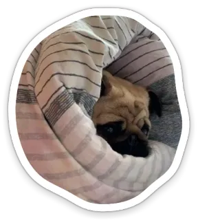 ☹️ dog, pug, animal, pet, sleep, cute telegram sticker