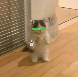 👓 cat, kitten, sunglasses, cute, pet, animal, adorable telegram sticker