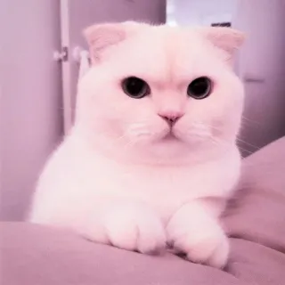 🍑 gato, animal de estimação, gatinho, animal, fofo, branco, doméstico telegram sticker