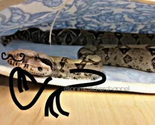 🤔 Schlange, Reptil, Tier, Schnurrbart whatsapp sticker