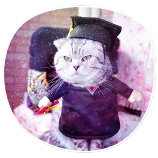 😸 Котики в костюмах @lennysticker telegram stickers