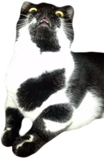 😲 cat, animal, pet, tuxedo cat, black and white, domestic animal telegram sticker