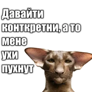 👂 Давайте конкретни, а то мене ухи пухнут cat, meme, funny, animal, russian, text telegram sticker
