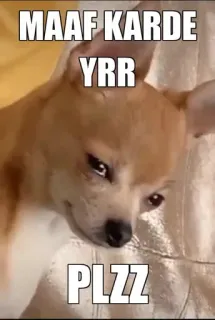 🥺 MAAF KARDE YRR PLZZ chihuahua, dog, meme, sad, sorry, funny, puppy telegram sticker