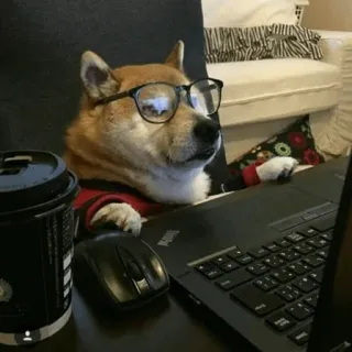 🐾 Hund, Shiba Inu, Brille, Laptop, Kaffee, Computer whatsapp sticker