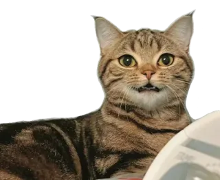 😸 kot, zwierzę, zwierzak, ssak, kotowaty, kot domowy, kocur telegram sticker