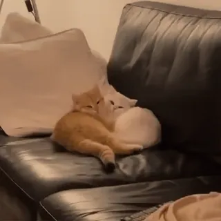 🥰 chats, animaux de compagnie, animaux, animaux domestiques, confort, félin, détente telegram sticker