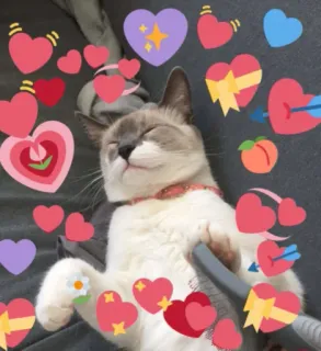 😊 แมว, หัวใจ, ความรัก, น่ารัก, สัตว์เลี้ยง, สัตว์ telegram sticker