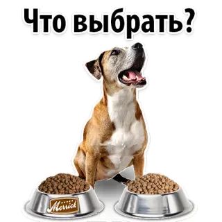 😆 Что выбрать? dog, food, pet, choice, animal, bowl, cute, eating telegram sticker