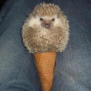 🦔 riccio, gelato, cono, carino, animale whatsapp sticker