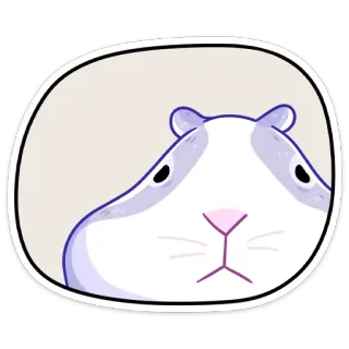 😐 porquinho-da-índia, animal de estimação, animal, fofo, roedor, adesivo whatsapp sticker