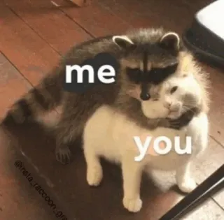 🍥 me
you guaxinim, gato, abraço, amor, amizade, meme, fofo telegram sticker