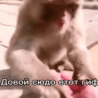 😡 Довой сюда етот гиф telegram sticker