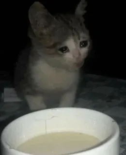 😩 猫, 悲しい, 泣く, 牛乳, 子猫 telegram sticker