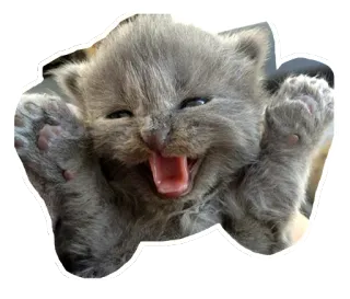 😂 แมว, ลูกแมว, น่ารัก, สัตว์, สัตว์เลี้ยง, มีความสุข, ร่าเริง telegram sticker