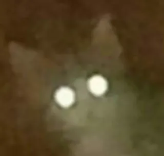 🐱 gato, olhos, animal, noite, escuro, assustador telegram sticker