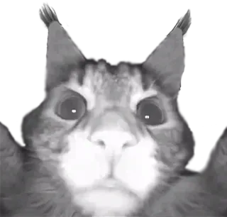 😾 кот, животное, питомец, смешной, мем telegram sticker