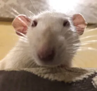 😥 rat, animal, animal de compagnie, rongeur, rat blanc, mignon telegram sticker